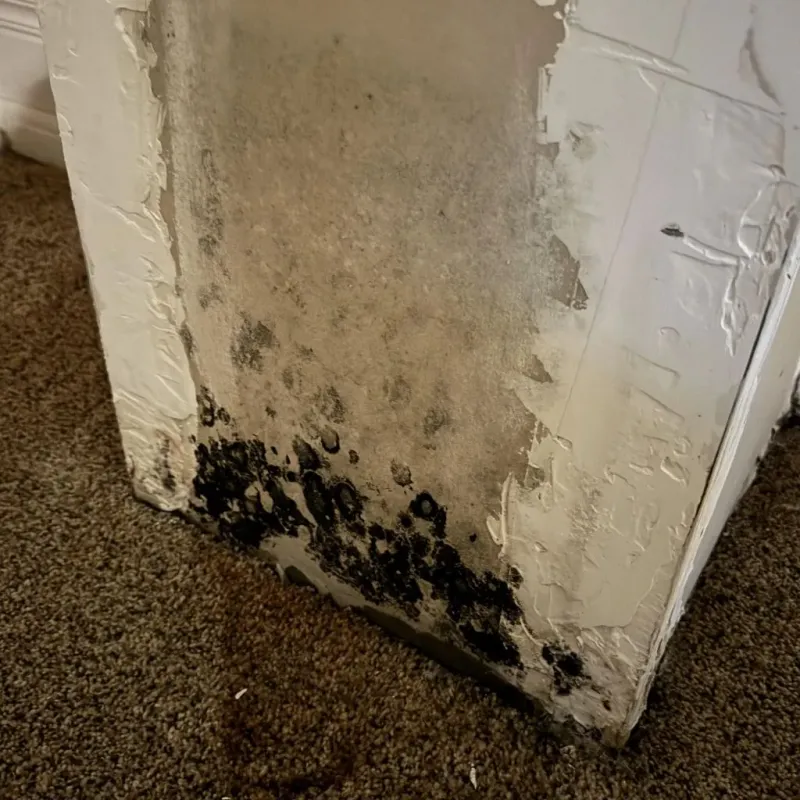 Professional Mold Removal in Bradner, OH